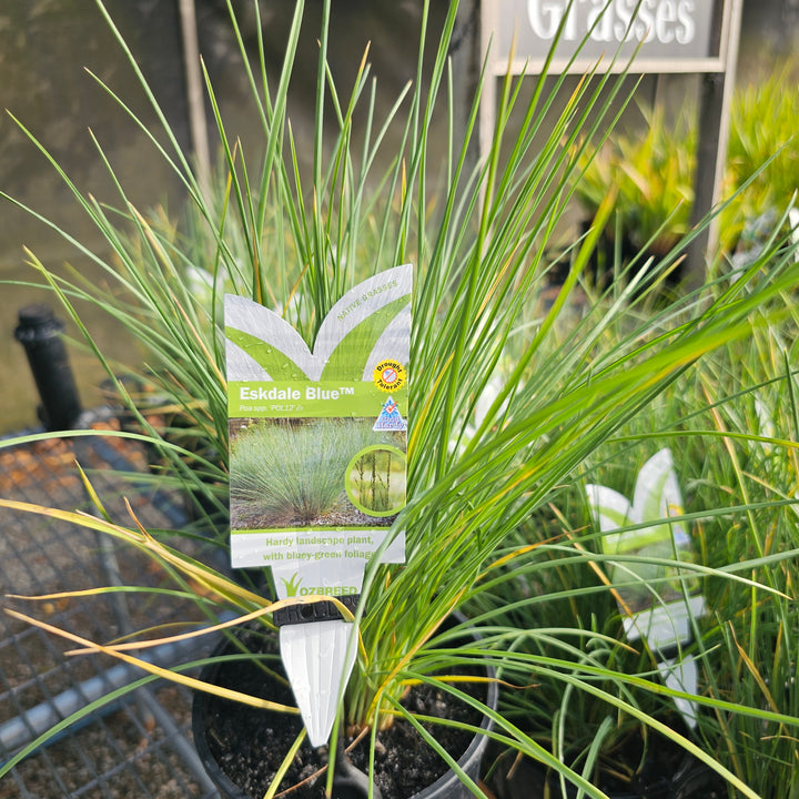 Poa Labillardieri 'Eskdale blue' 140mm