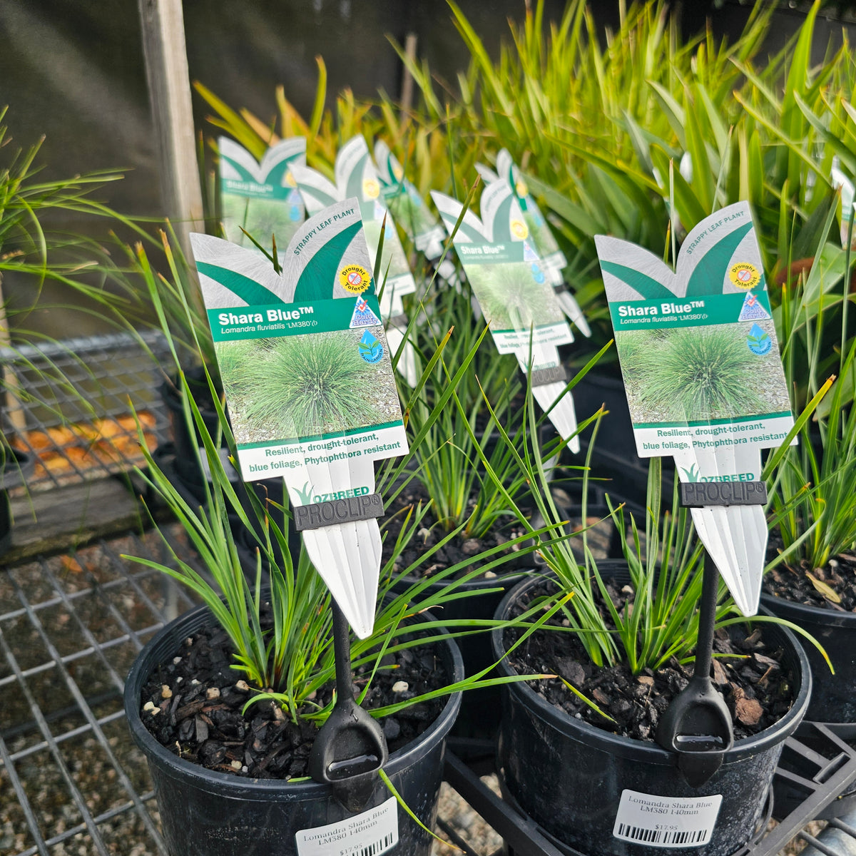 Lomandra Shara Blue LM380 140mm