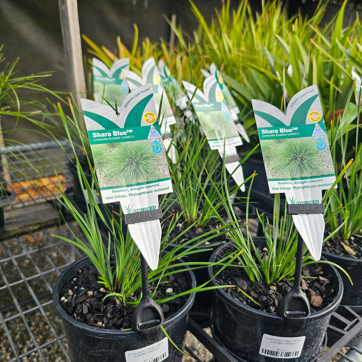 Lomandra Shara Blue LM380 140mm