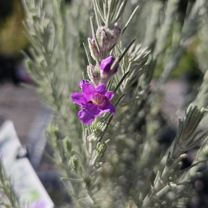 Eremophila waitii Silky Lavender 140mm