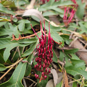 Grevillea 'Amazing Grace' 140mm
