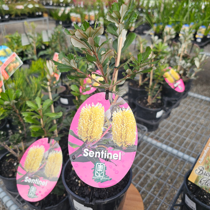 Banksia Sentinel