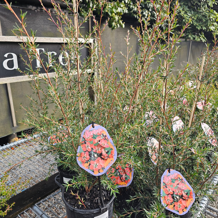 Leptospermum Merinda 140mm