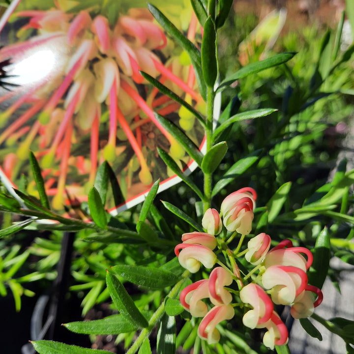 Grevillea 'Hills Jubilee' 140mm