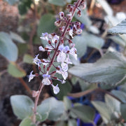 Plectranthus argentatus 140mm