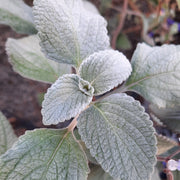 Plectranthus argentatus 140mm