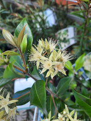 Backhousia myrtifolia 140mm