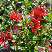 Grevillea 'Lady O' 140mm