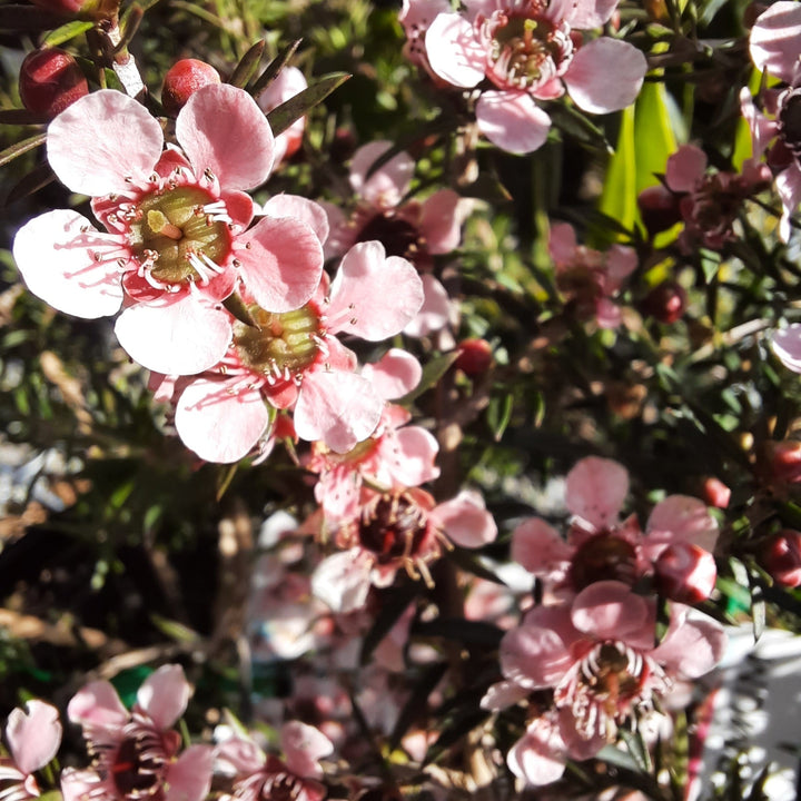 Leptospermum Pink Cascade 140mm
