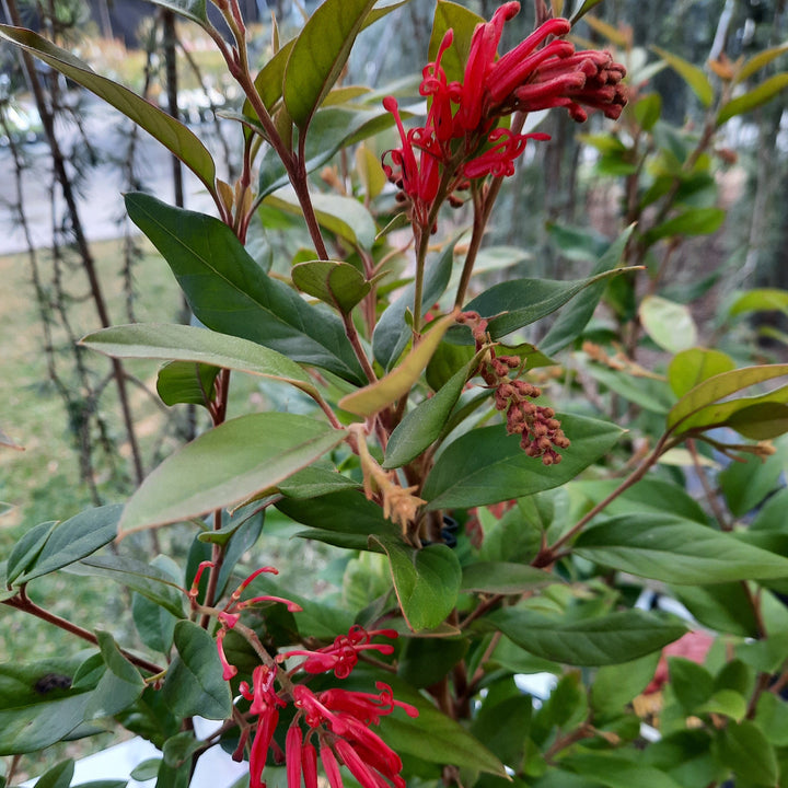 Grevillea rhyolitica Deua 140mm