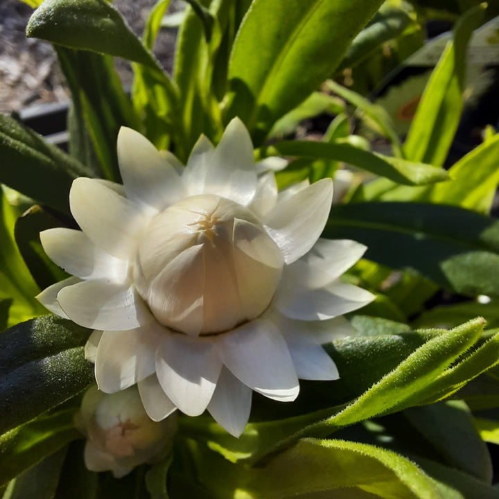 Bracteantha mohave White 140mm