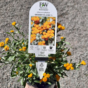 Chrysocephalum apiculatum Desert Flame 140mm