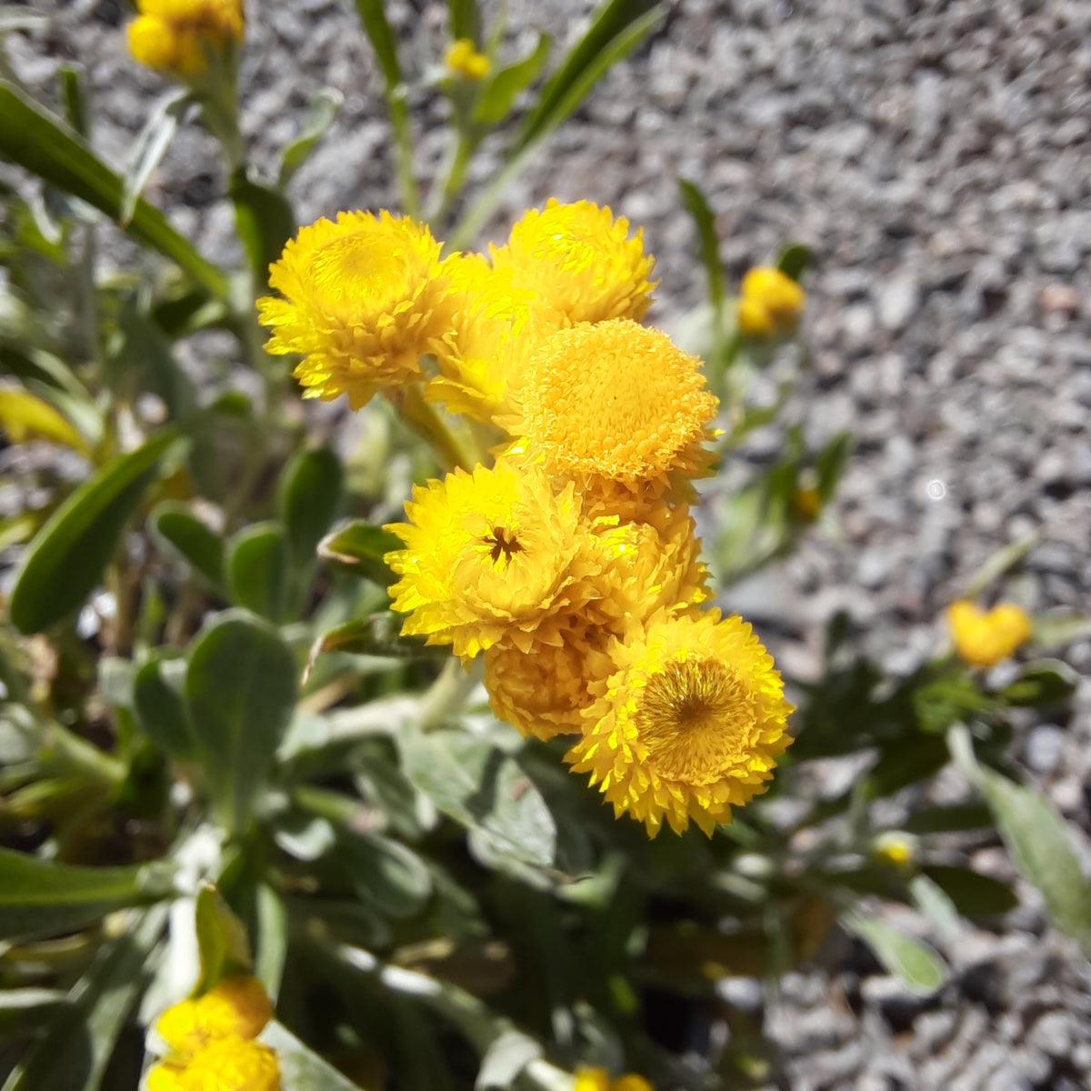 Chrysocephalum apiculatum Desert Flame 140mm