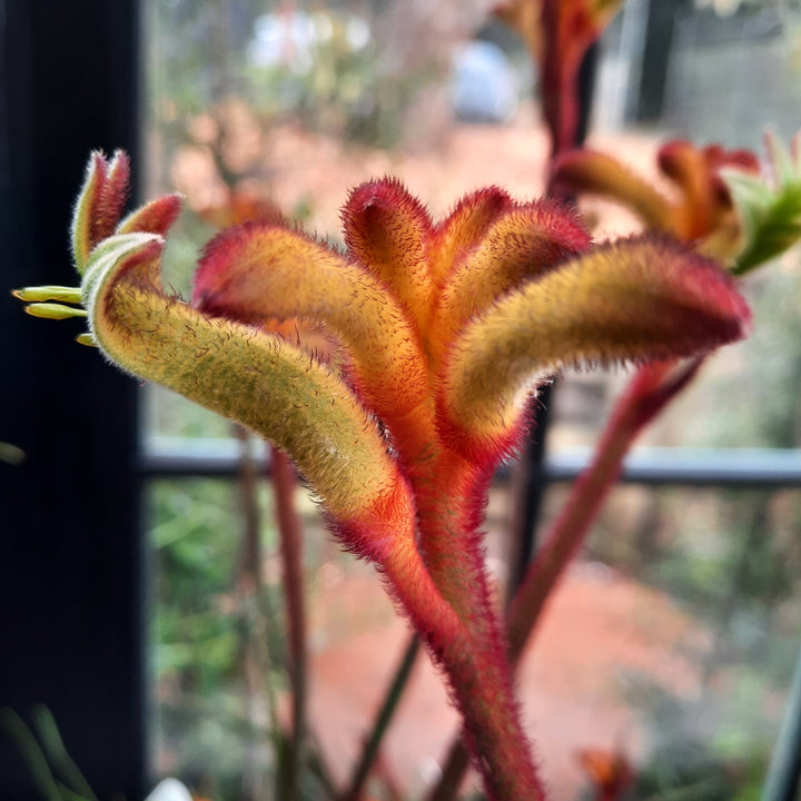 Anigozanthos Tenacity 140mm