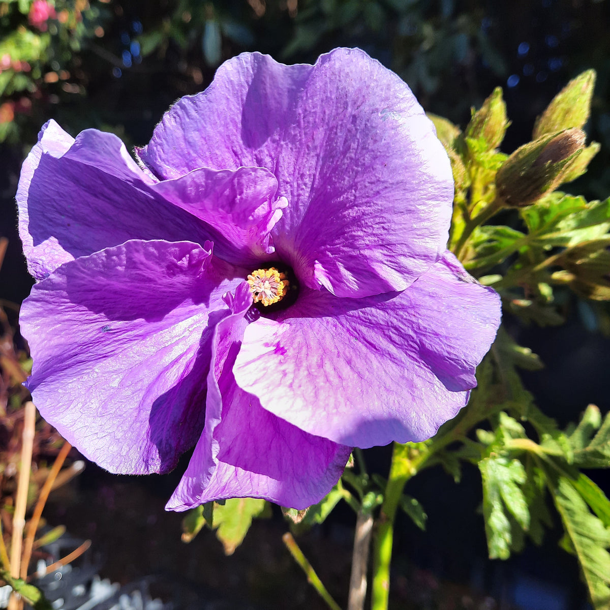 Alyogyne huegelii 'West Coast Gem' 140mm