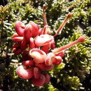 Grevillea Mt Tamboritha 140mm