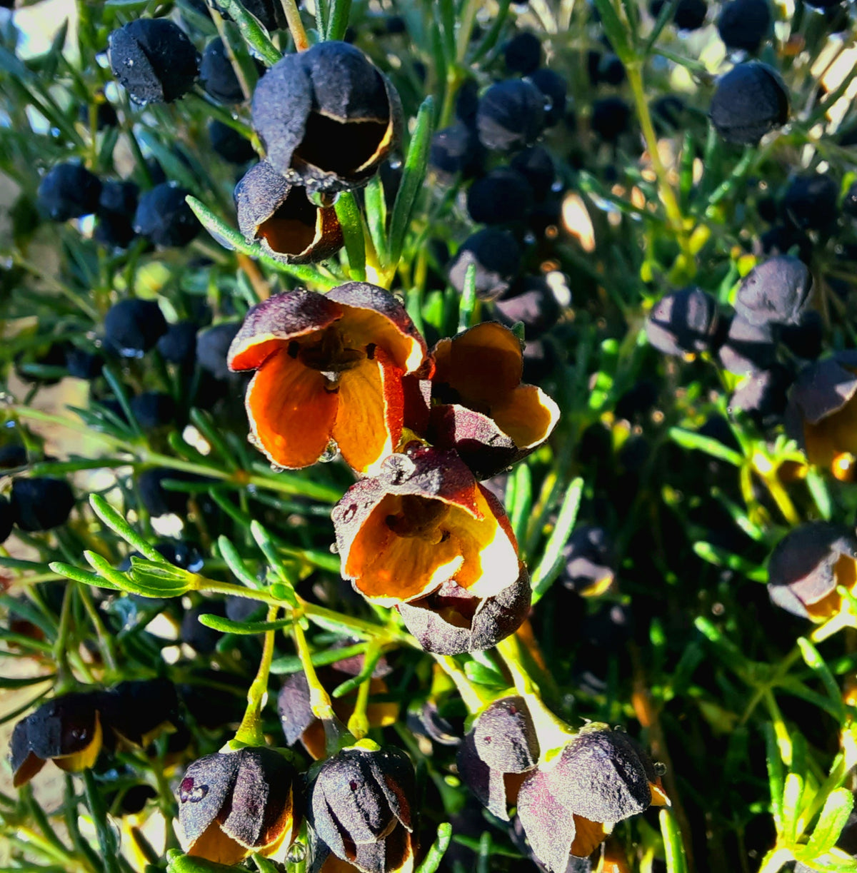 Boronia megastigma 140mm