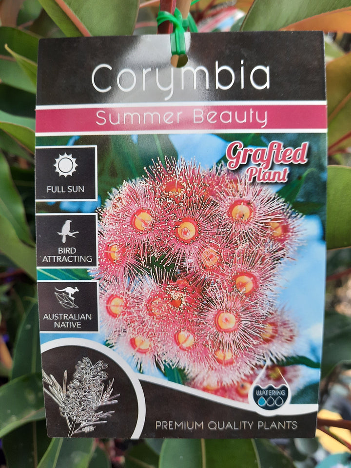 Eucalyptus 'summer beauty' grafted 200mm