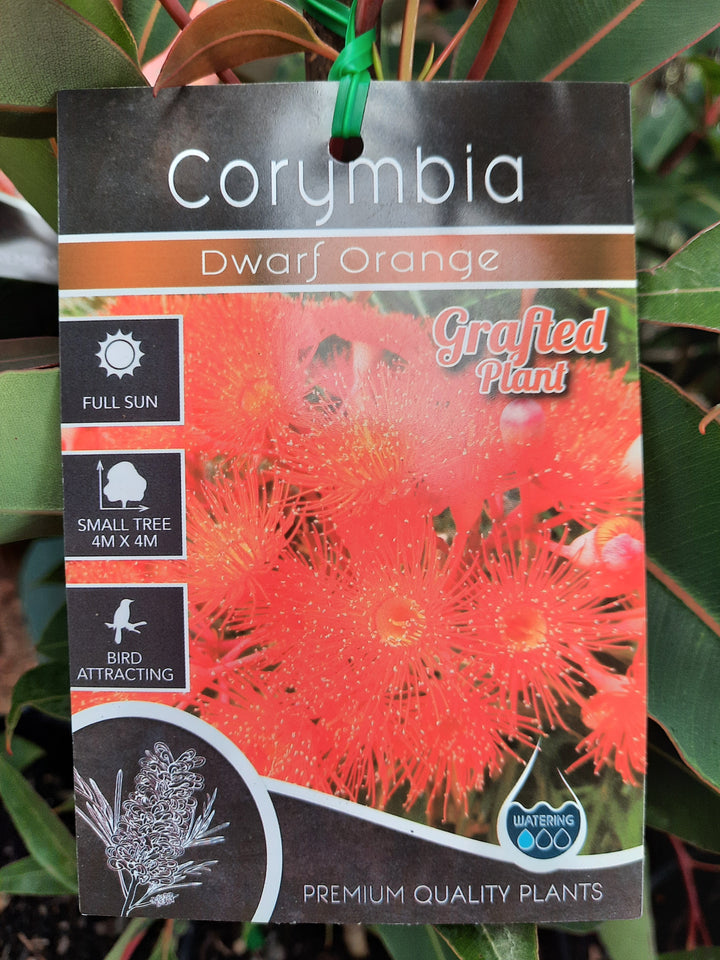 Corymbia ficifolia 'dwarf orange'