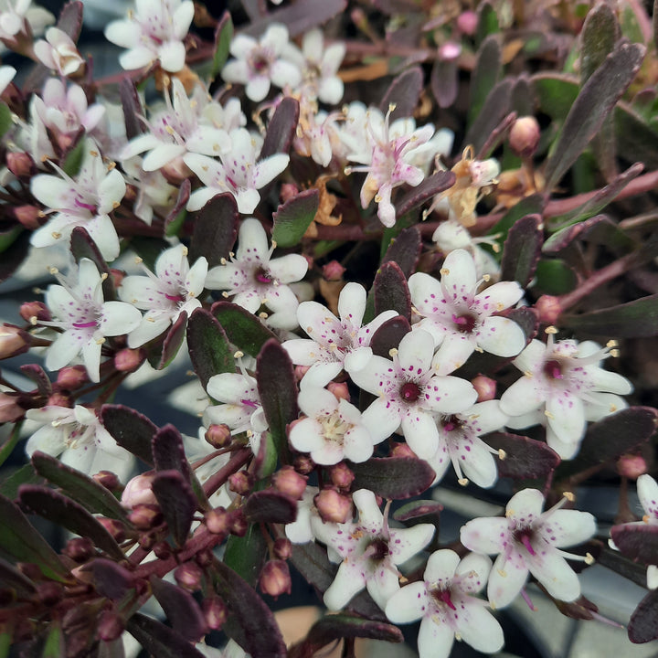 Myoporum parvifolium purpurea 140mm