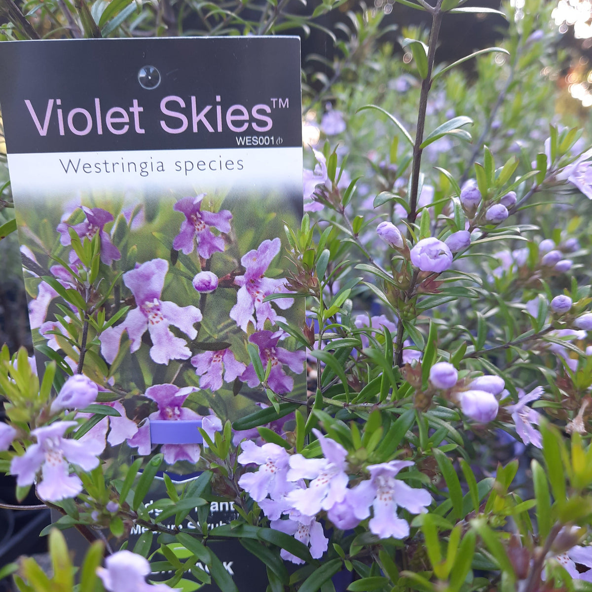 Westringia &#39;Violet Skies&#39; 140mm