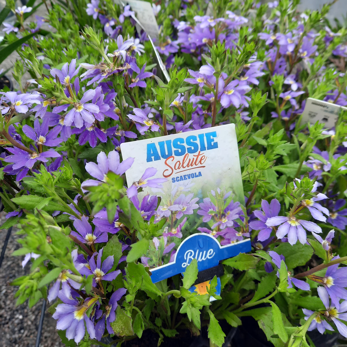 Scaevola aemula Blue 140mm