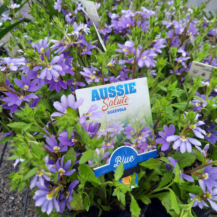 Scaevola aemula Blue 140mm