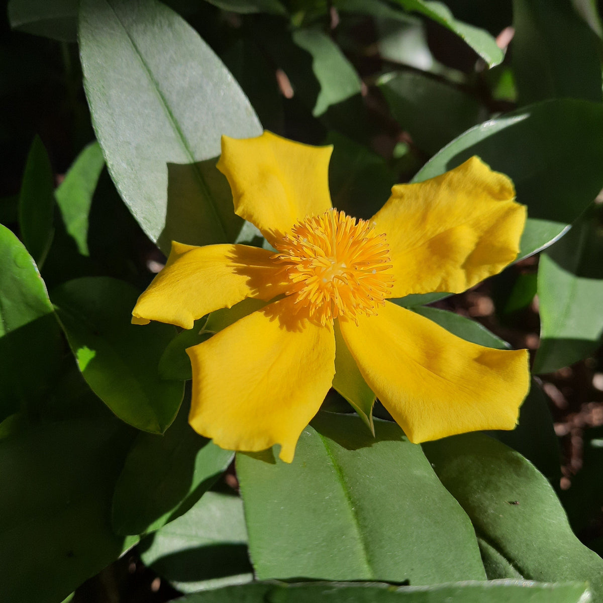 Hibbertia scandens 140mm