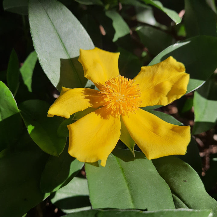 Hibbertia scandens 140mm