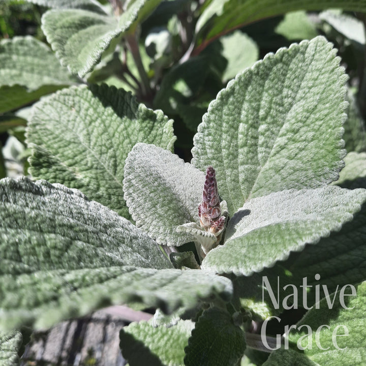 Plectranthus argentatus 140mm