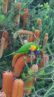 Banksia Bird Song 140mm