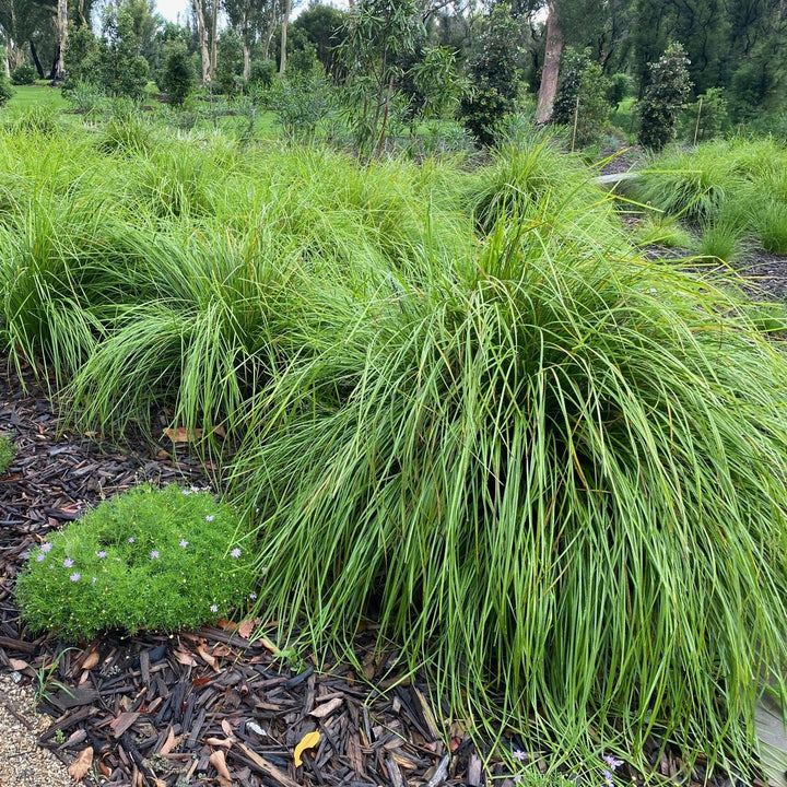 Lomandra Tanika 140mm