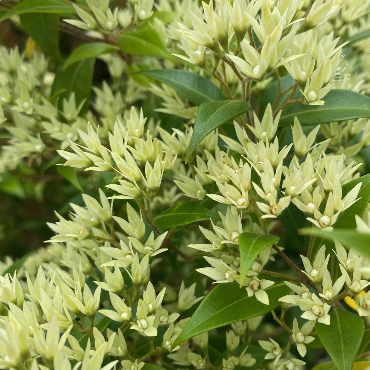 Backhousia myrtifolia 140mm