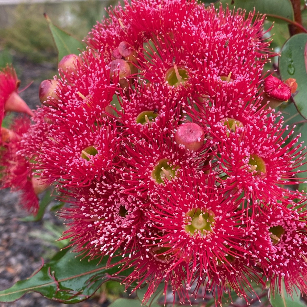 Corymbia ficifolia &#39;Summer Red&#39; 330mm