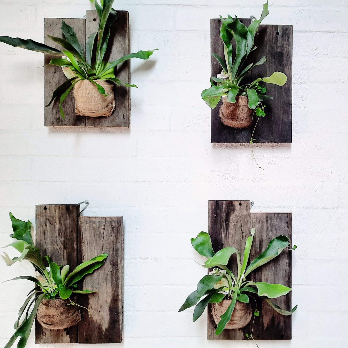 Platycerium bifurcatum Elkhorn Fern Board
