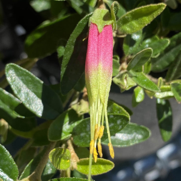 Correa decumbens 140mm