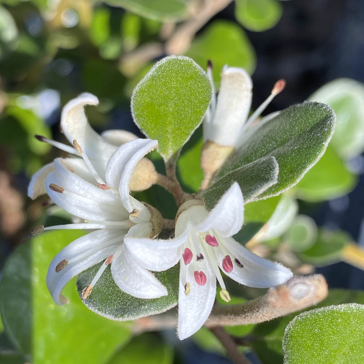 Correa alba