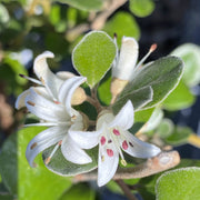 Correa alba