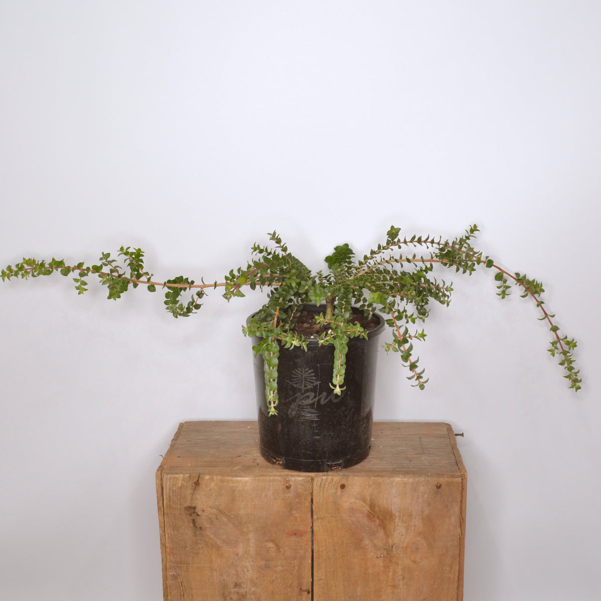 Melaleuca squarrosa Prostrate 140mm