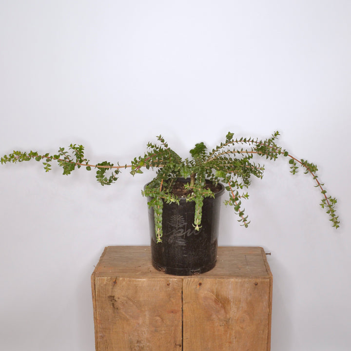 Melaleuca squarrosa Prostrate 140mm
