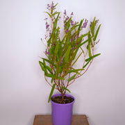 Hardenbergia Meema 140mm