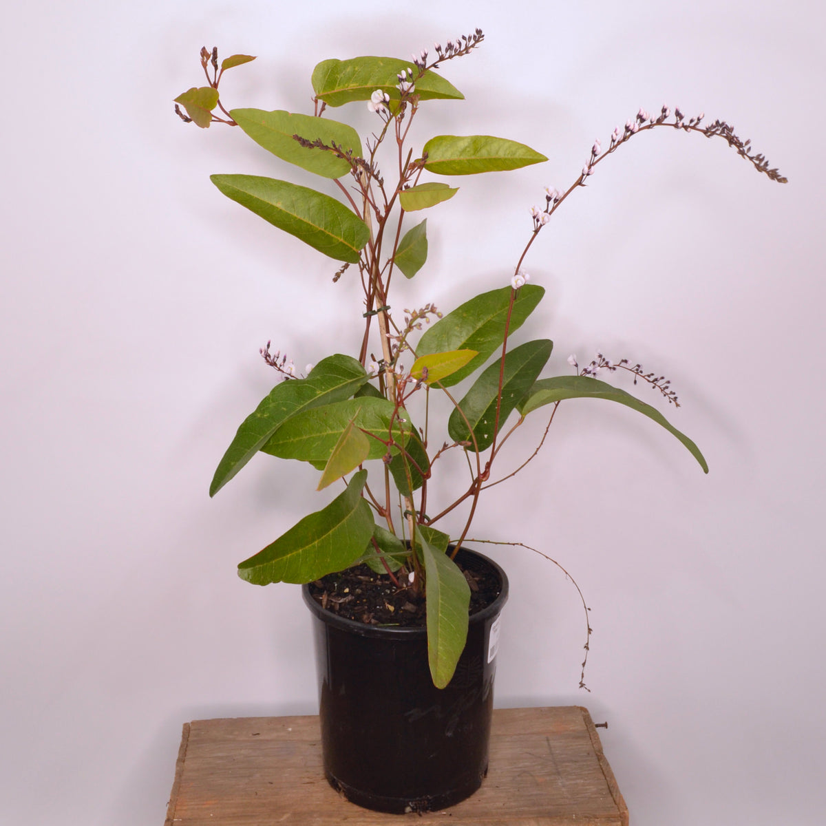 Hardenbergia violacea Free n Easy 140mm