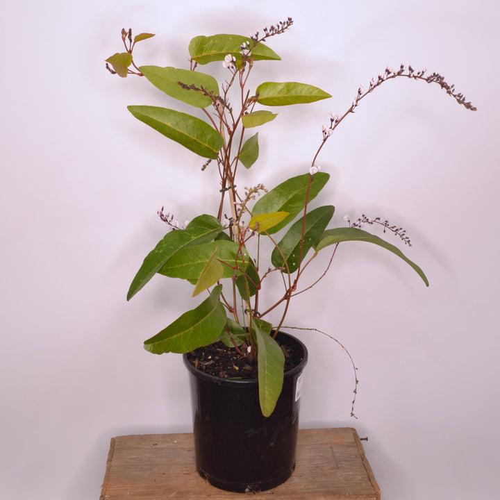 Hardenbergia violacea Free n Easy 140mm