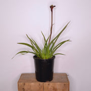 Anigozanthos Tenacity 140mm
