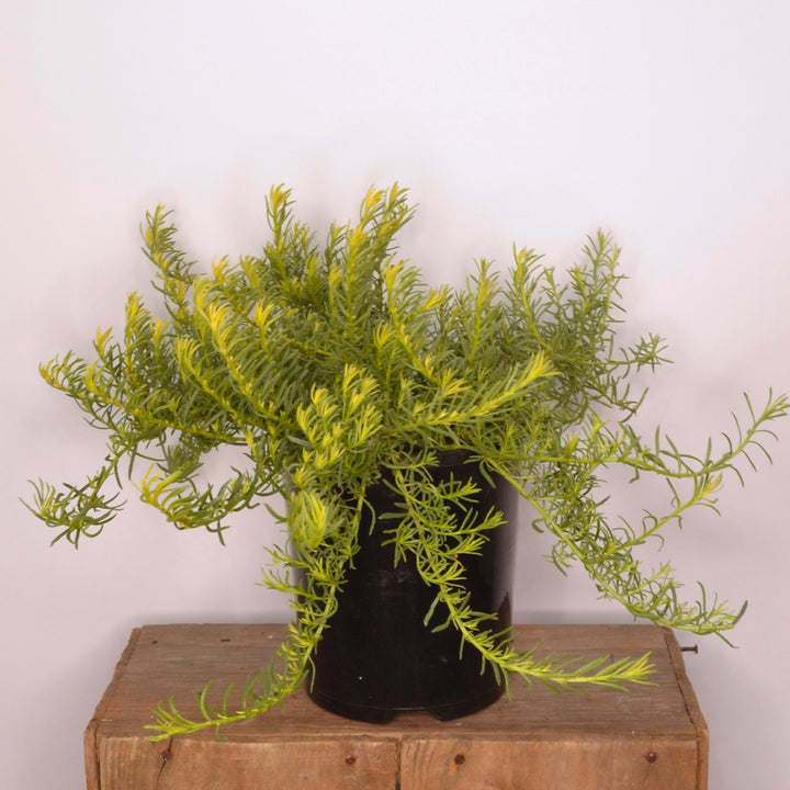 Myoporum Fine Leaf White 140mm