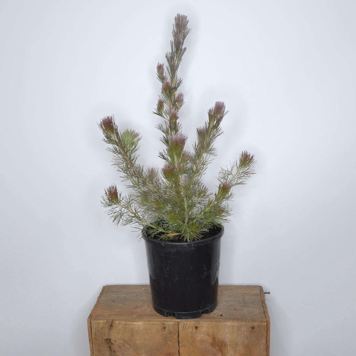 Adenanthos sericeus 'bronze glow' 140mm