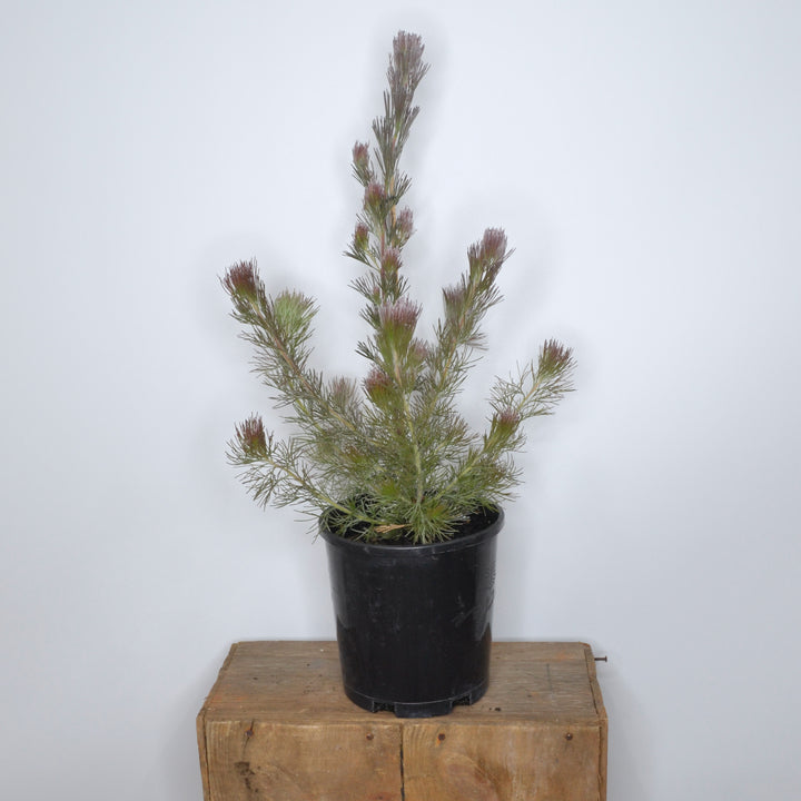 Adenanthos sericeus 'bronze glow' 140mm