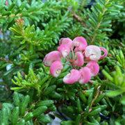 Grevillea Mt Tamboritha 140mm