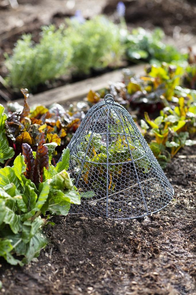 Garden Cloche - Large
