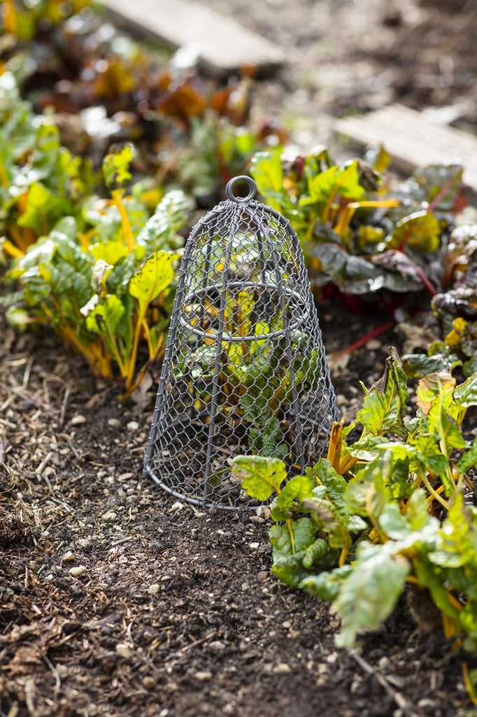 Garden Cloche - Small